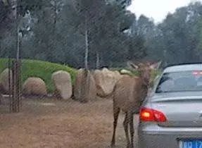 北京野生动物园游客疑喂动物口罩，心理是不是有疾病？