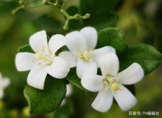 九里香什么时候开花呢?九里香一年开几次花呢?