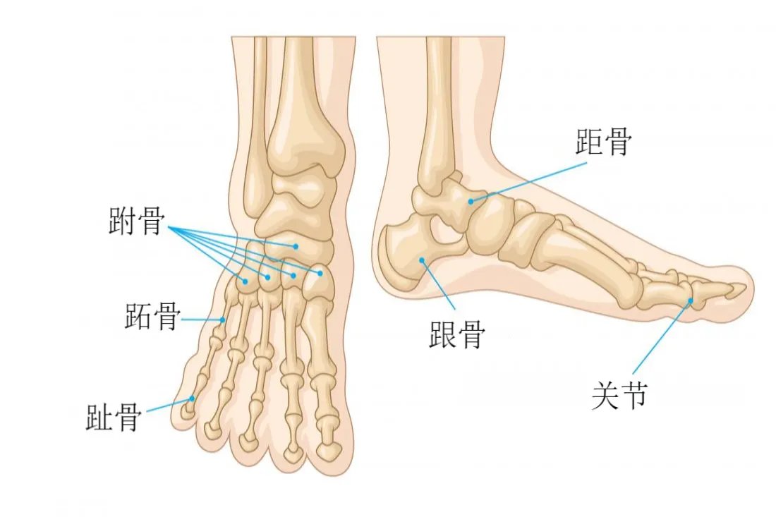 脚部结构图