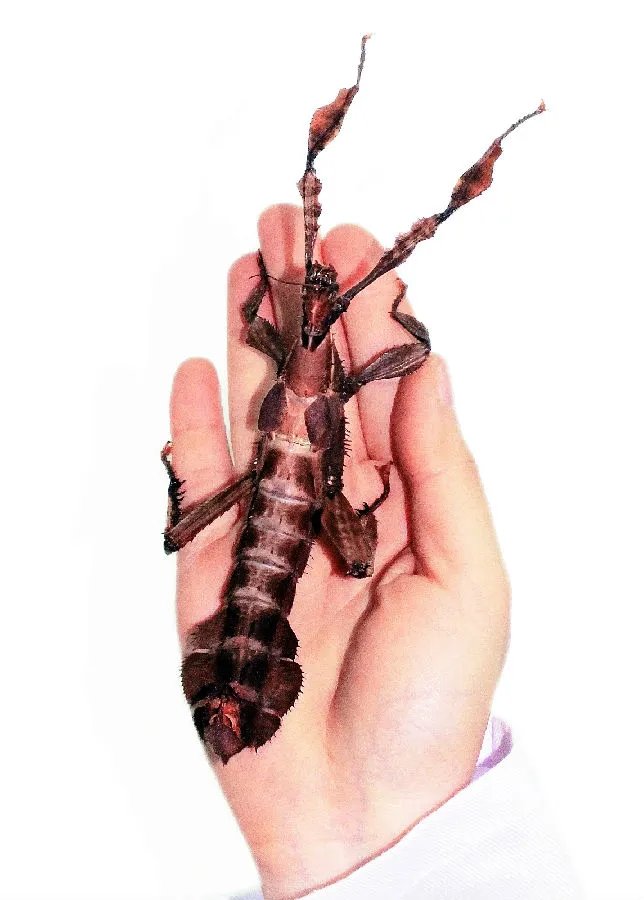 云南普洱现巨型竹节虫长什么样？