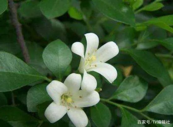 九里香什么时候开花呢?九里香一年开几次花呢?