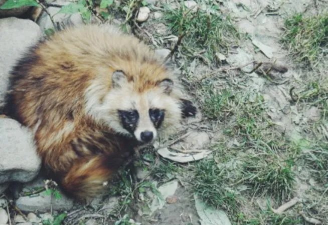 上海100多个小区出现貉是怎么回事 上海100多个小区出现貉是什么情况