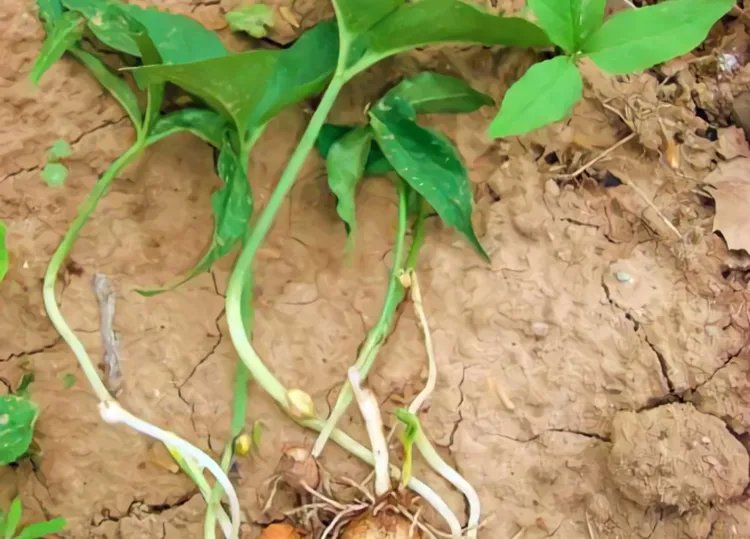 半夏的功效与作用