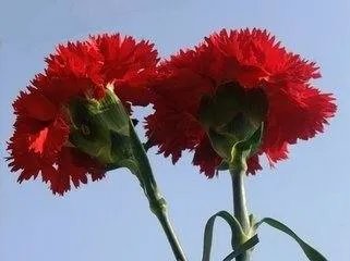 康乃馨图片红色