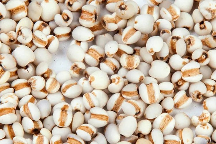 薏仁米图片植物图片