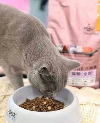 求推荐!比瑞吉猫粮哪款好呀?