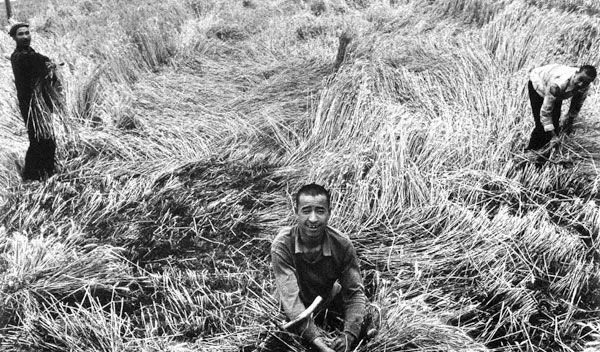 中国麦客网的简介