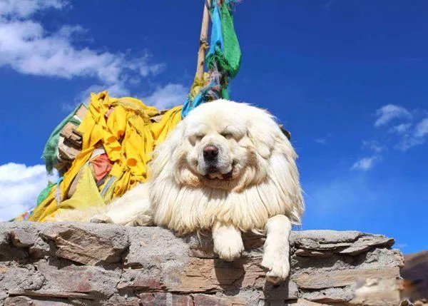 藏獒咬死主人的真相是什么 咬主人是因为什么