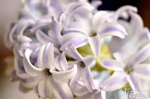 水色风信子花语 水色风信子图片欣赏