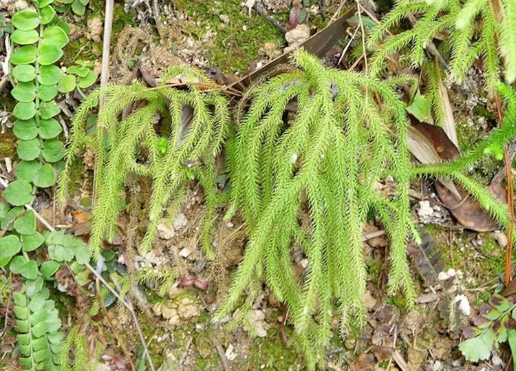 伸筋草的功效与作用