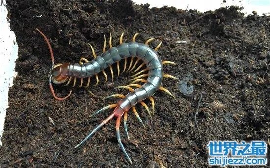 波多黎各巨人蜈蚣，人类面前很温顺不会主动攻击 