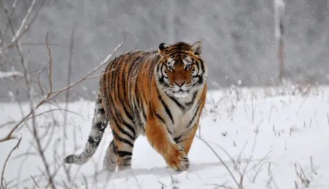 八达岭老虎伤人的事件结果是什么？