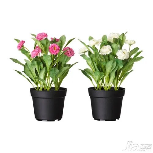 盆景花卉图片大全 花卉的应用