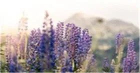 商务商会运作是骗局吗