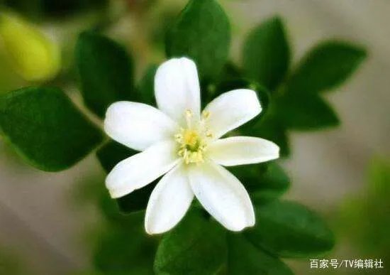九里香什么时候开花呢?九里香一年开几次花呢?