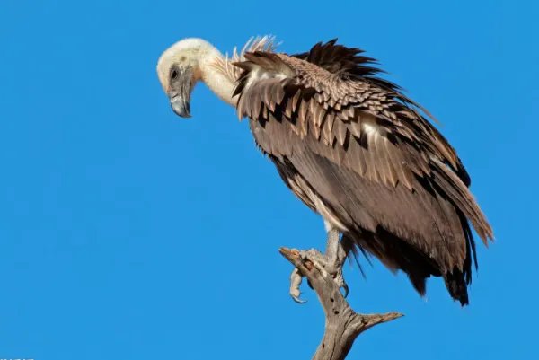 世界上最大的10种鸟,第一是非洲鸵鸟,第五是空中霸主