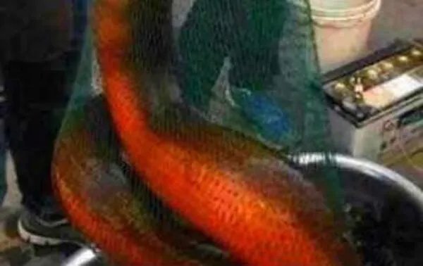 世界上最美的蛇横斑锦蛇,中国特有(至今不超过30条)