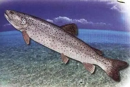 喀纳斯湖水怪图片：传说中的喀纳斯湖水怪真身竟是它