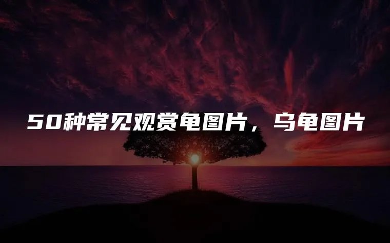 50种常见观赏龟图片，乌龟图片