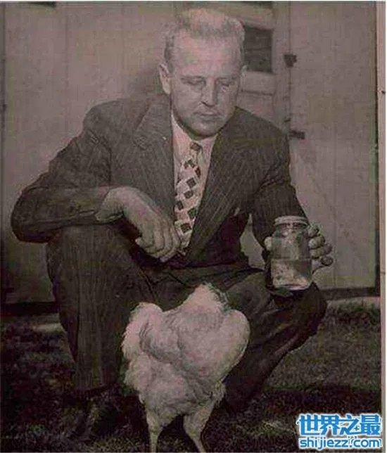 无头鸡存活一周，相当于现在的脑叶切除手术 