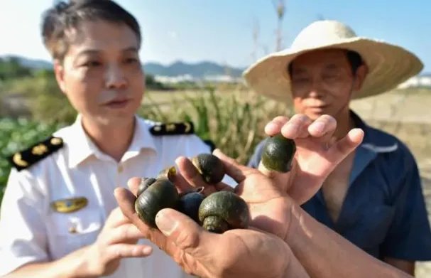 660多种外来物种入侵中国是怎么回事?