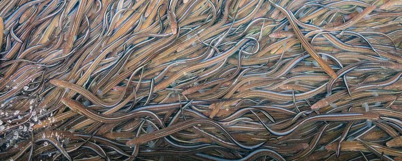 被称为软黄金的鱼类是什么鱼 被称软黄金的鱼是什么