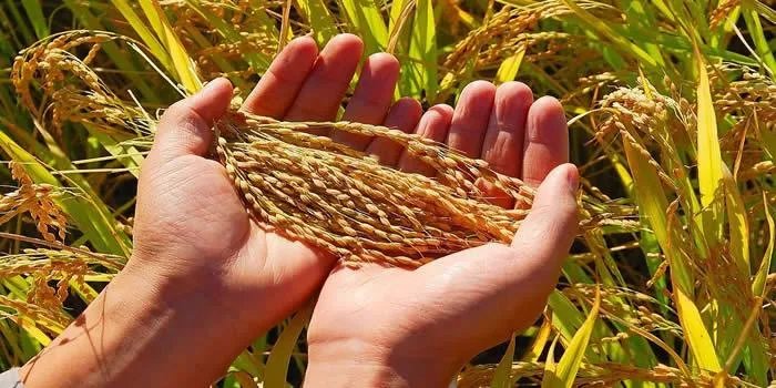 全球食品价格持续上涨，某些地方涨幅更是惊人，这意味着什么？