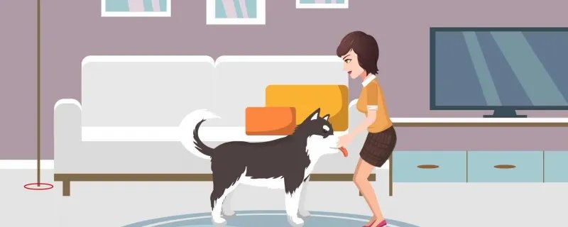 哈士奇吃什么狗粮好 哈士奇的优缺点