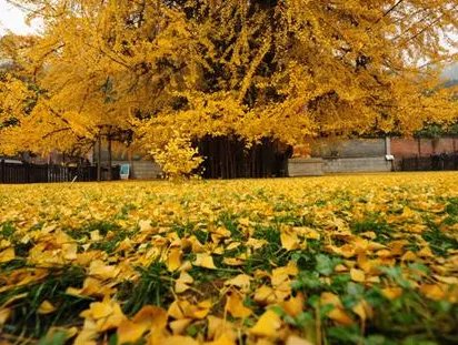 西安千年银杏古树到底有多少年的历史 这颗古树到底是谁种下的