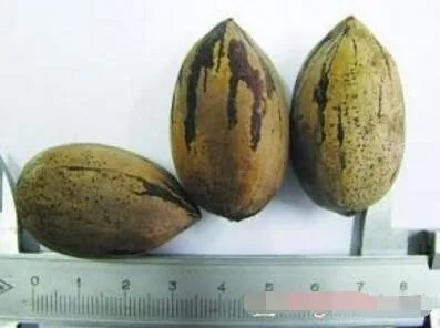 山核桃的种类图片？