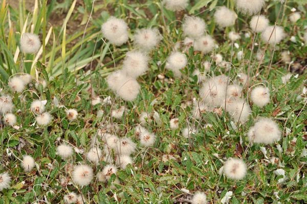 五味子泡水喝治失眠吗