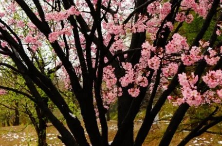 大山樱属于什么品种？又有哪些生长习性呢？