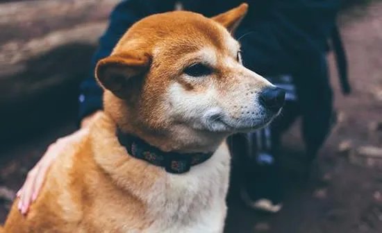 微笑狗为什么吓人？