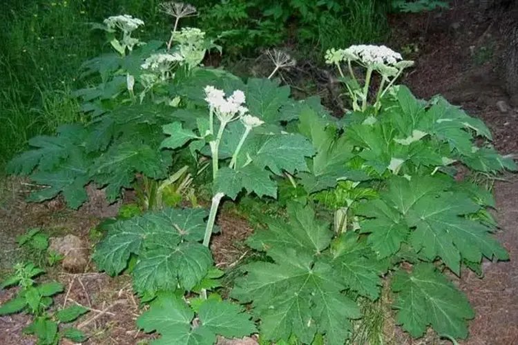 白芷图片和功效和作用