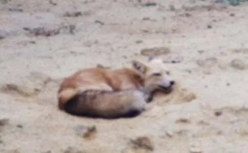 狐狸与乌鸦的故事