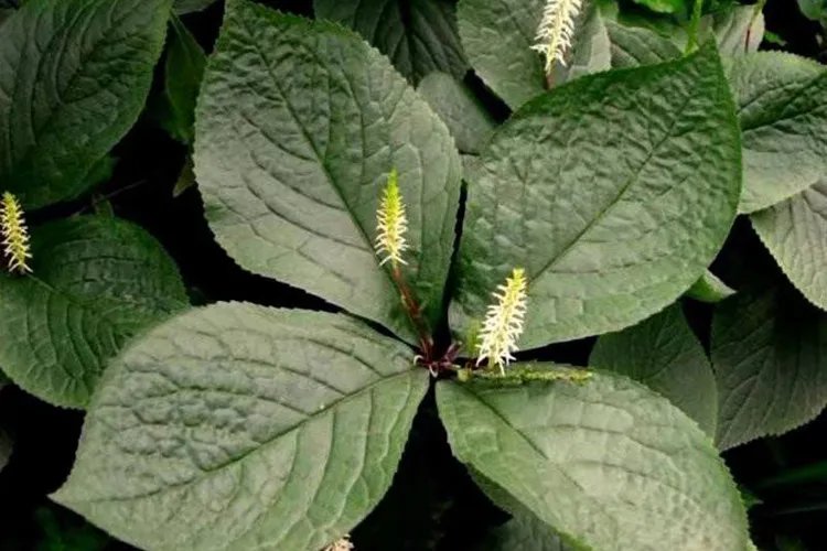 四块瓦草药图片