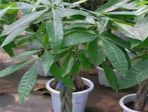 发财树图片大全   发财树的功效和作用是什么