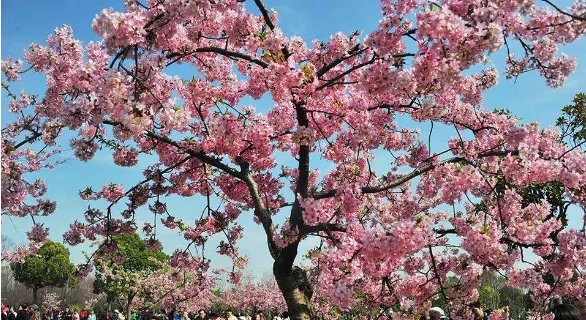 2019顾村樱花节什么时候 2019顾村公园樱花节门票多少