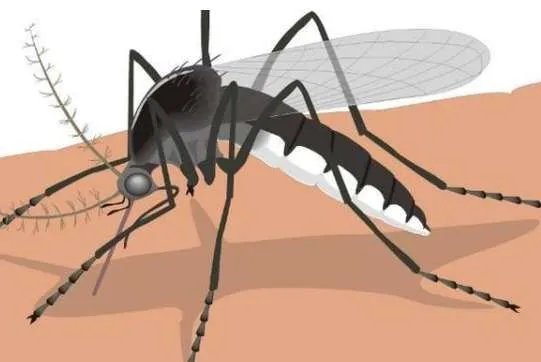 美国批准释放7.5亿只转基因蚊子，会对人类造成影响吗？