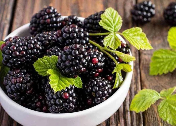 桑葚的功效与作用