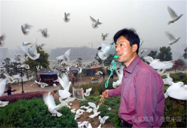 专家称和平鸽迷路概率很低，鸽子是靠什么辨别方向的？