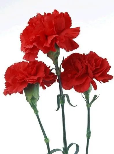 康乃馨图片红色