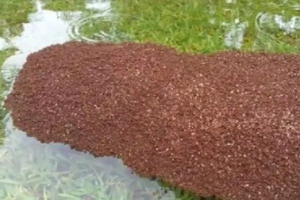 红火蚁扩散至12省,为何主要集中在南方?