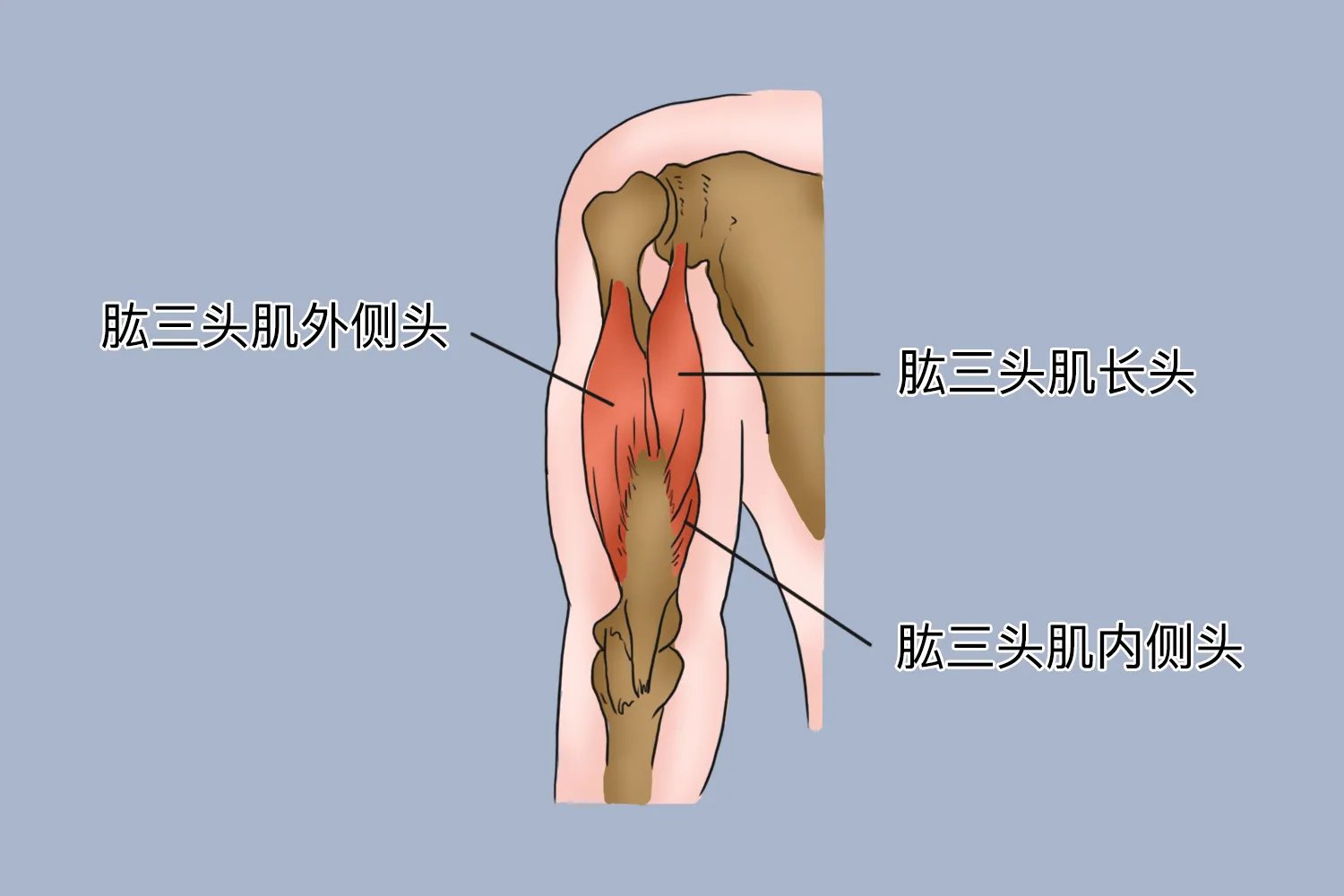 上臂肌肉解剖示意图
