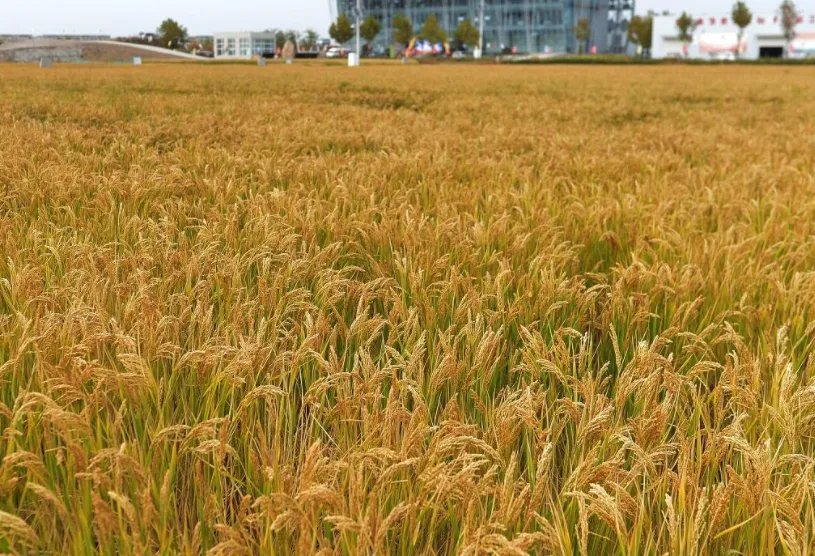 袁隆平团队海水稻开始产业化推广，这将会带我国民众带来怎样的福音？