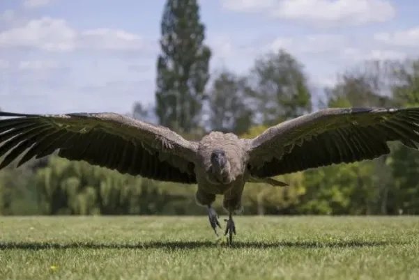 世界上最大的10种鸟,第一是非洲鸵鸟,第五是空中霸主