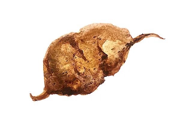 首乌的功效与作用