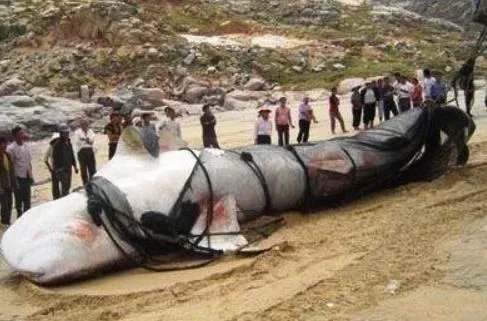 喀纳斯湖水怪图片：传说中的喀纳斯湖水怪真身竟是它