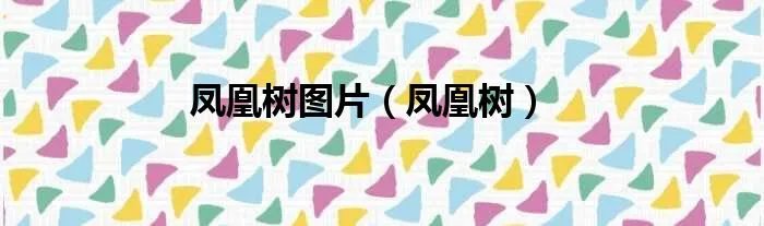 凤凰树图片（凤凰树）