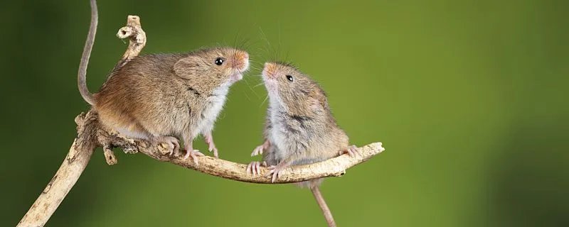 梦见自己被老鼠咬了是什么意思 梦见自己被老鼠咬了代表什么预兆